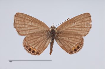 Vorschaubild Freyeria trochylus persa ab. pauper Bytinski-Salz & Brandt, 1937